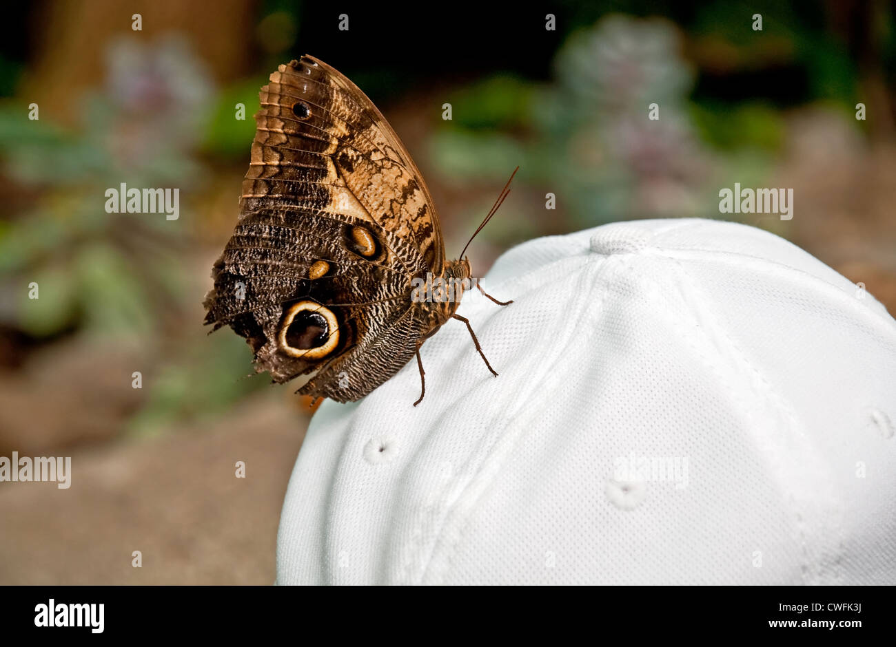 brown spotted morphos butterfly has landed on a person's white baseball ...
