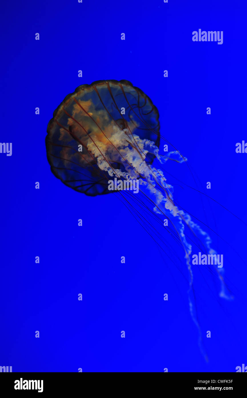 USA California CA Monterey Bay Aquarium - Sea nettles (Ortiga de mar) jellyfish - Chrysaora Fuscescens Stock Photo