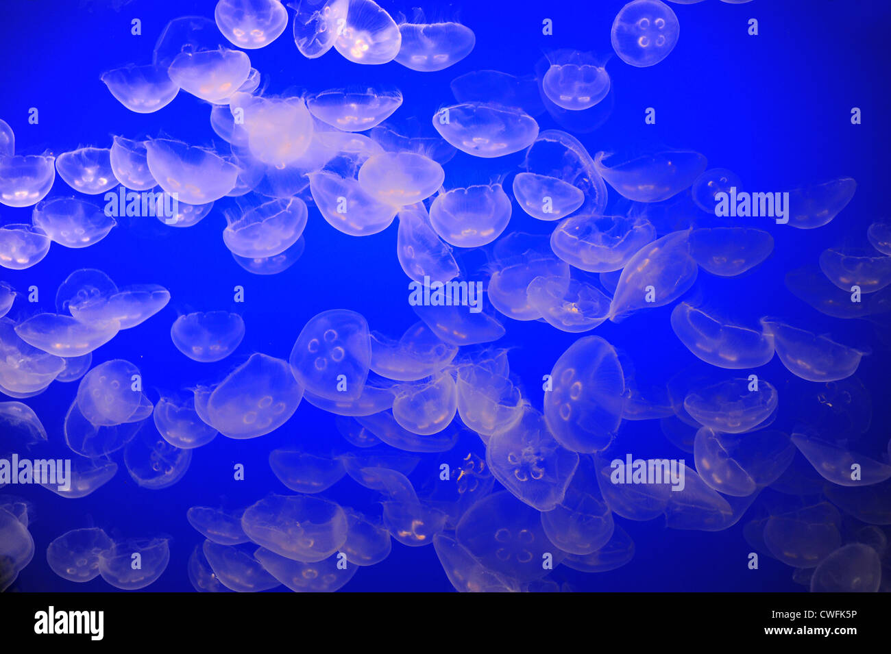 USA California CA Monterey Bay Aquarium - Moon Jelly Fish - Medusa Luna - Aurelia SP   genus of scyphozoan jellyfish Stock Photo