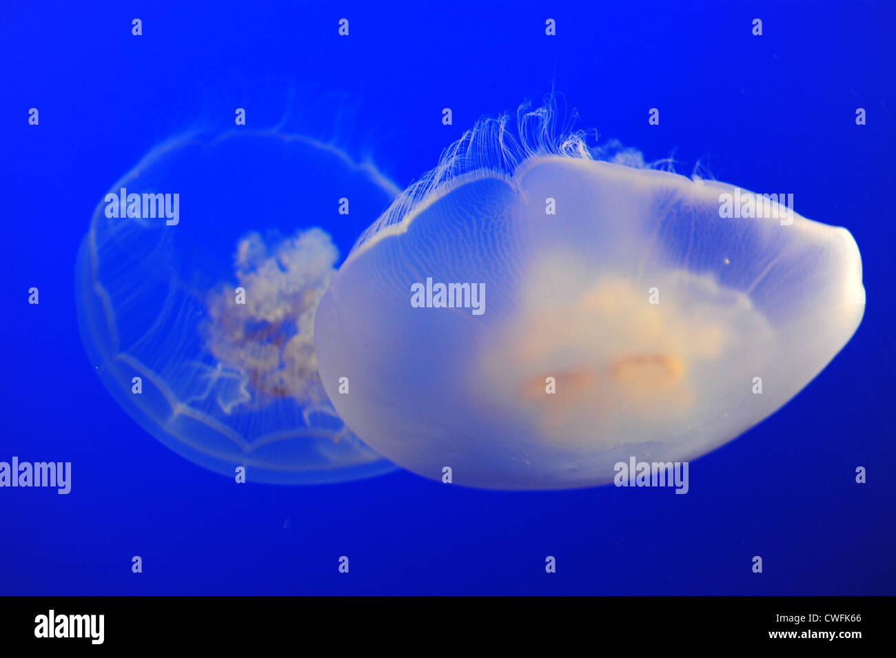 USA California CA Monterey Bay Aquarium - Moon Jelly Fish - Medusa Luna - Aurelia SP   genus of scyphozoan jellyfish Stock Photo