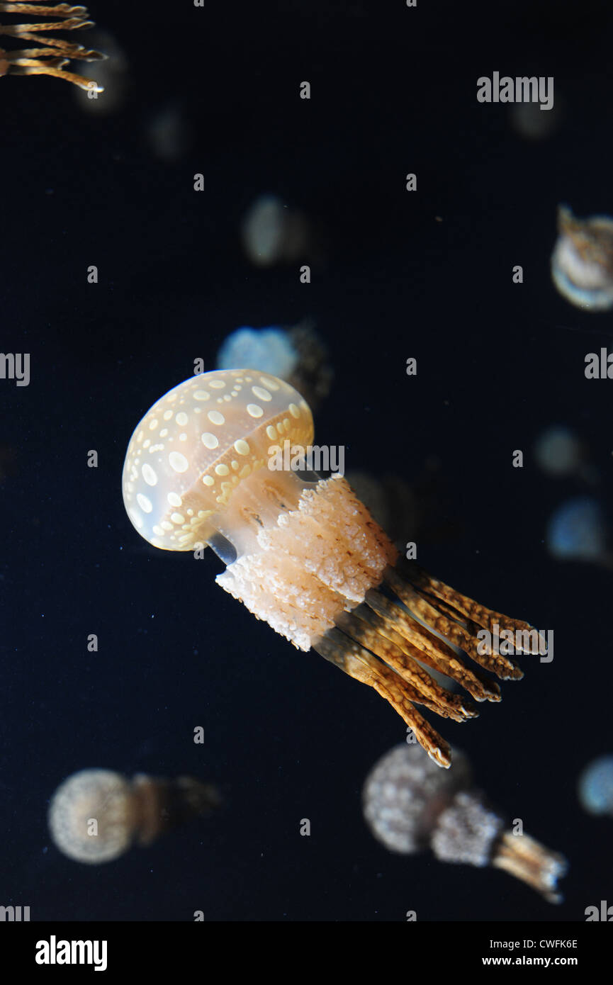USA California CA Monterey Bay Aquarium - Spotted Jelly - Medusa Moteada- (mastigias papua) Stock Photo