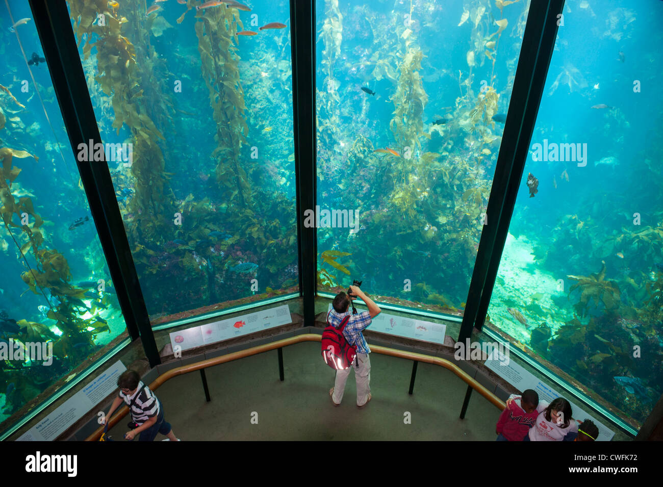 USA California CA Monterey Bay Aquarium Kelp Forest exhibit Stock Photo