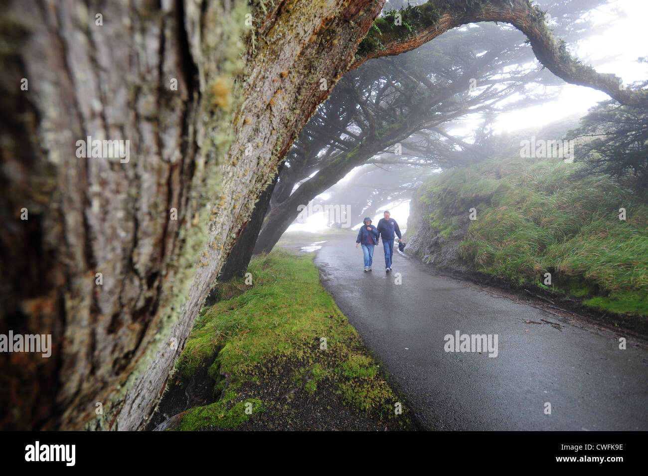 Point Reyes Wind Walking in point reyes hi-res stock photography and images - Alamy