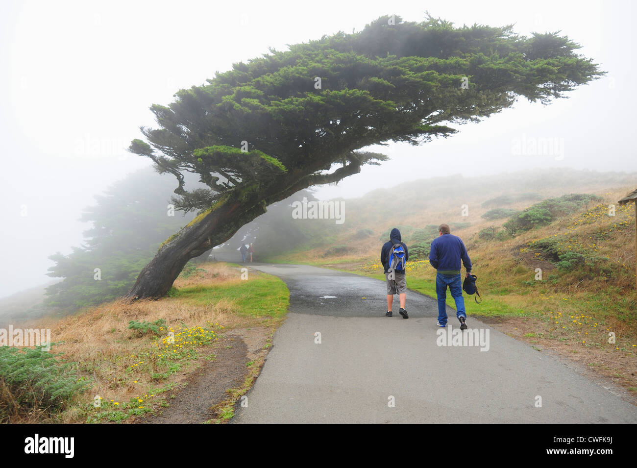 Point Reyes Wind Walking in point reyes hi-res stock photography and images - Alamy