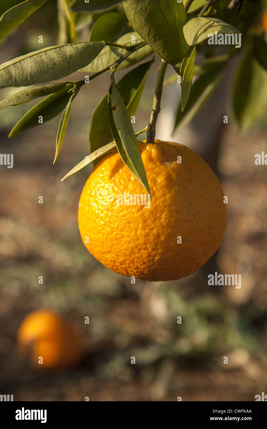 Orange on a tree, closeup. California Citrus State Historical Park. Riverside, California Stock Photo