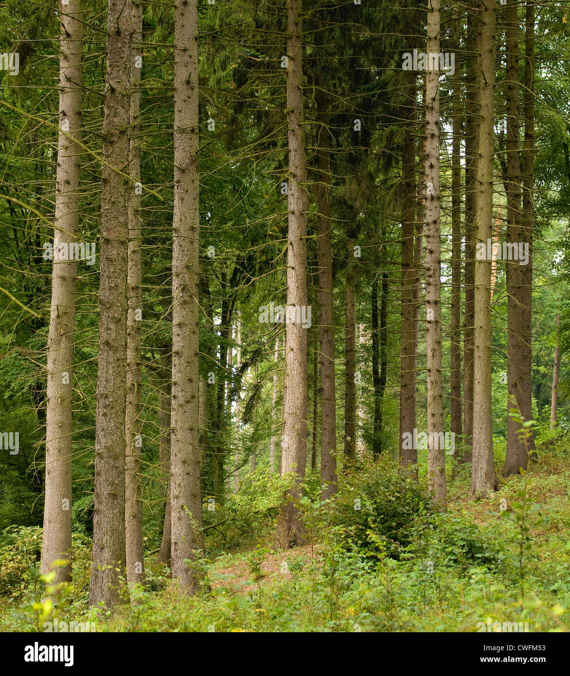 Softwood softwoods hi-res stock photography and images - Alamy