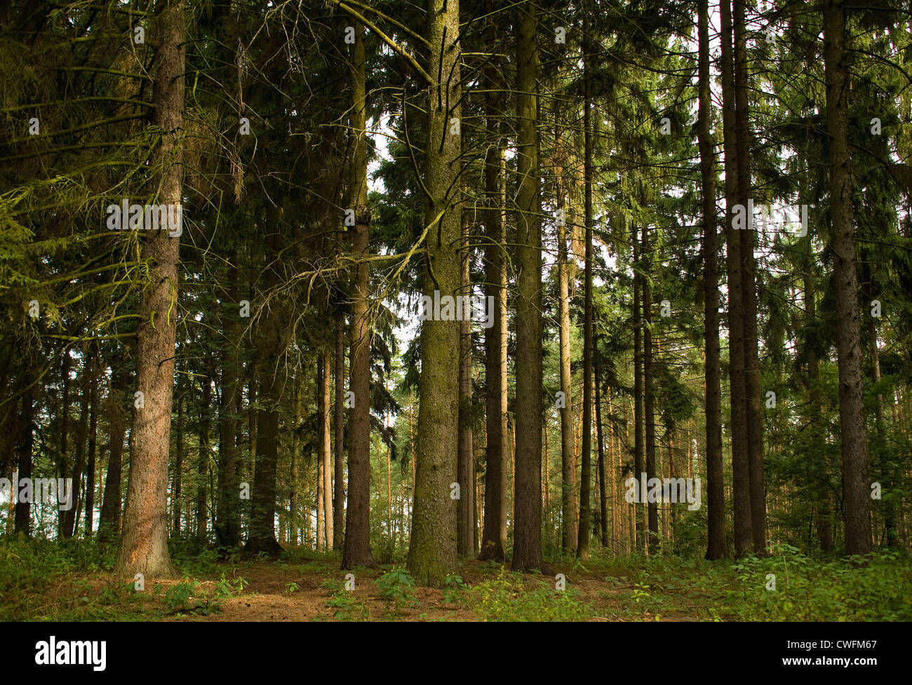 Softwood softwoods hi-res stock photography and images - Alamy