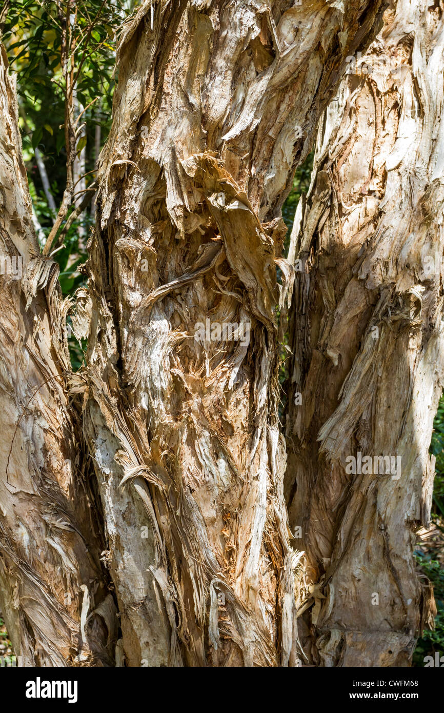 Melaleuca Quinquenervia Leaves