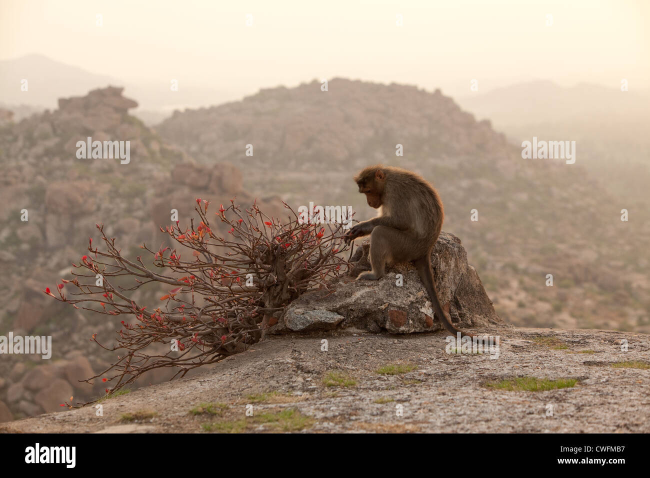 WATCH: Monkey fear in Market Building Bhubaneswar