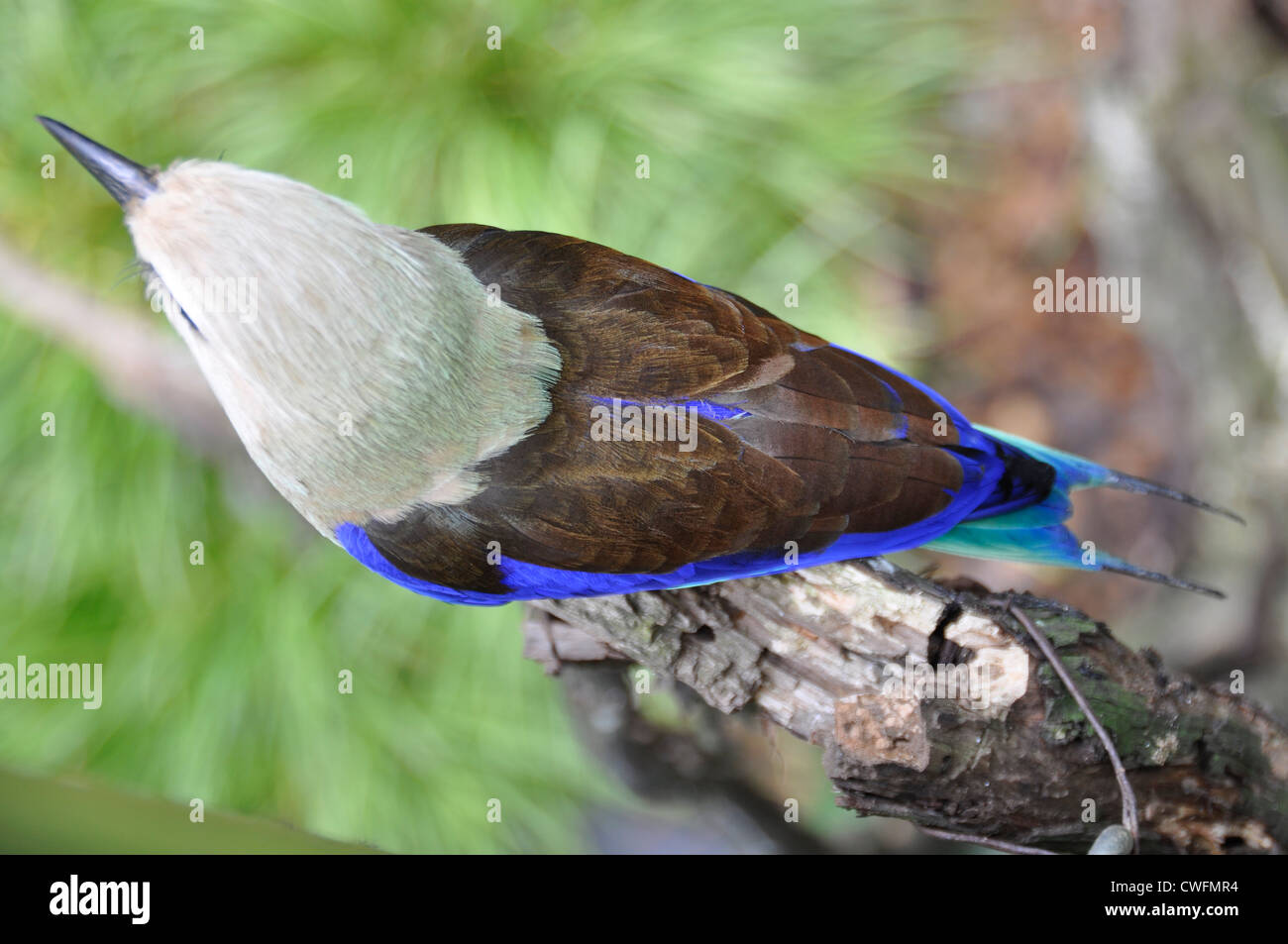 Blue-bellied Roller (Coracias cyanogaster) Stock Photo