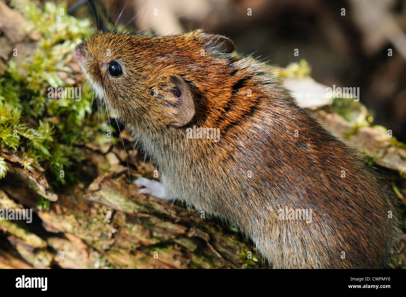 harvest mouse micromys minutes soricinus rodent mammal animal small Stock Photo