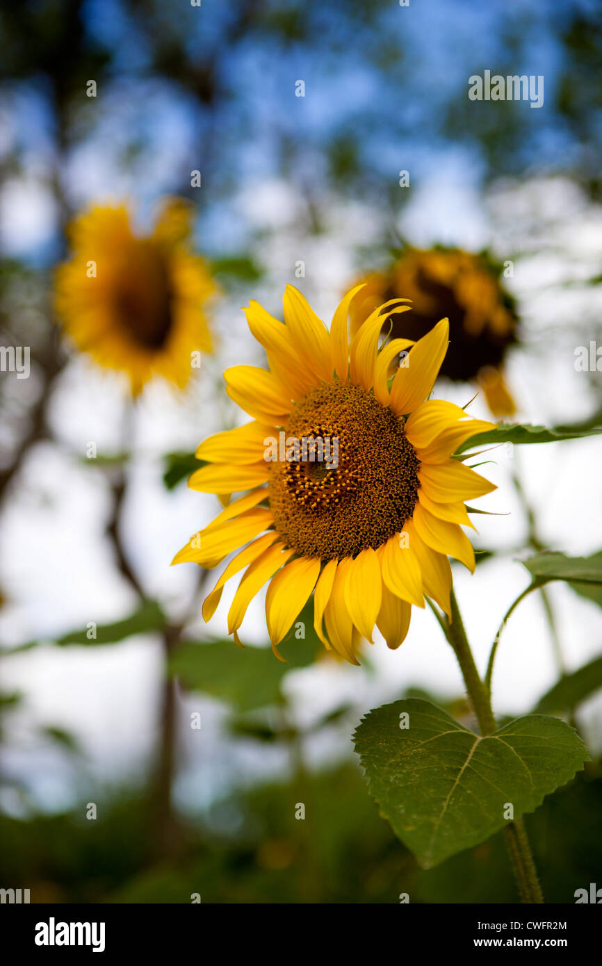 A Sunflower field in Carcassonne, Southern France Stock Photo - Alamy