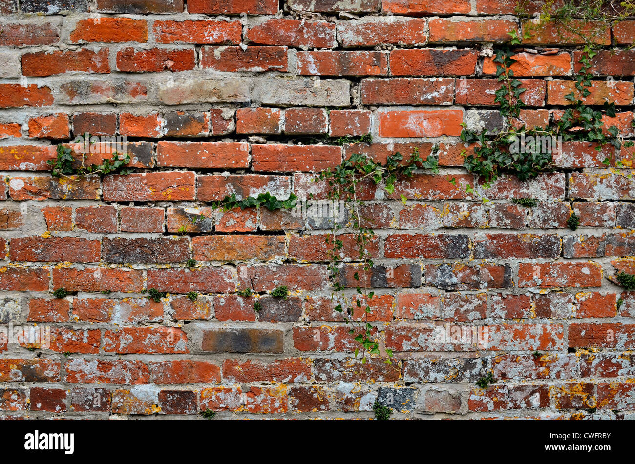 Rural old brick wall / brickwork showing signs of age and decay of