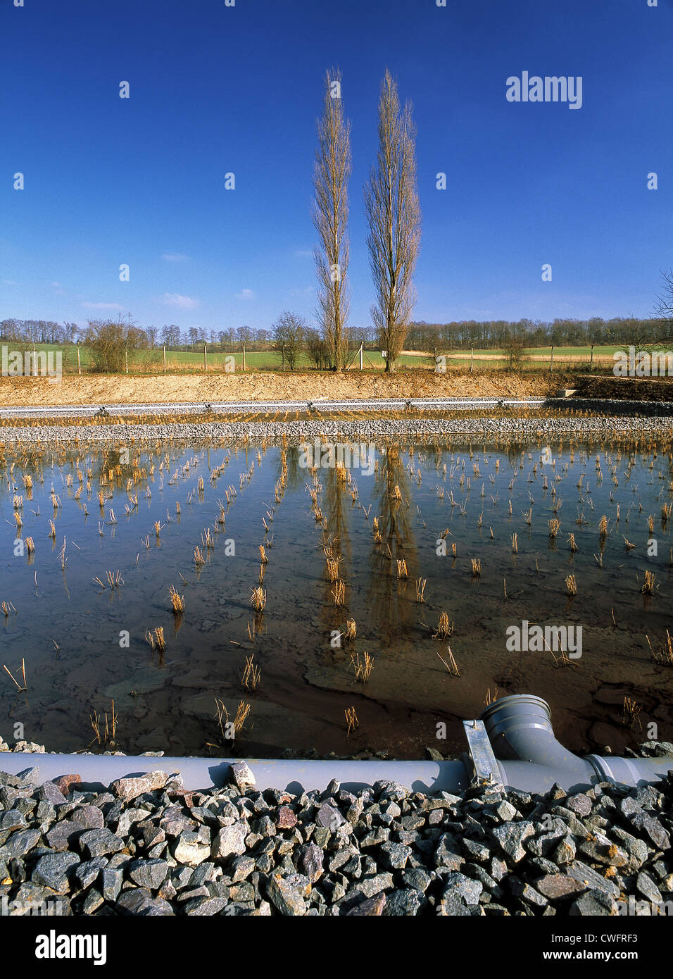Reed beds at Gazeley Sewage Treatment Works Stock Photo Alamy