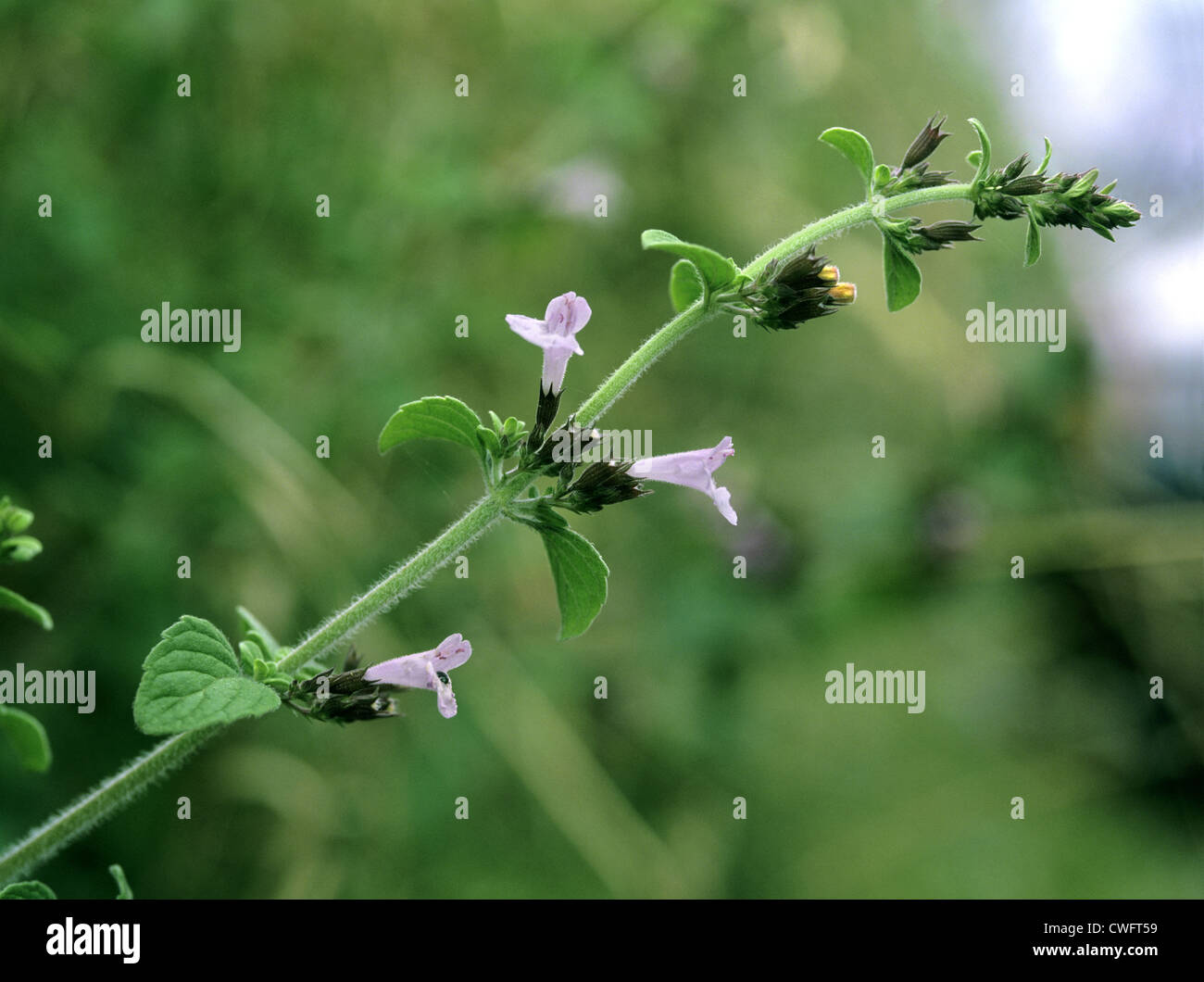 LESSER CALAMINT Clinopodium calamintha (Lamiaceae) Stock Photo