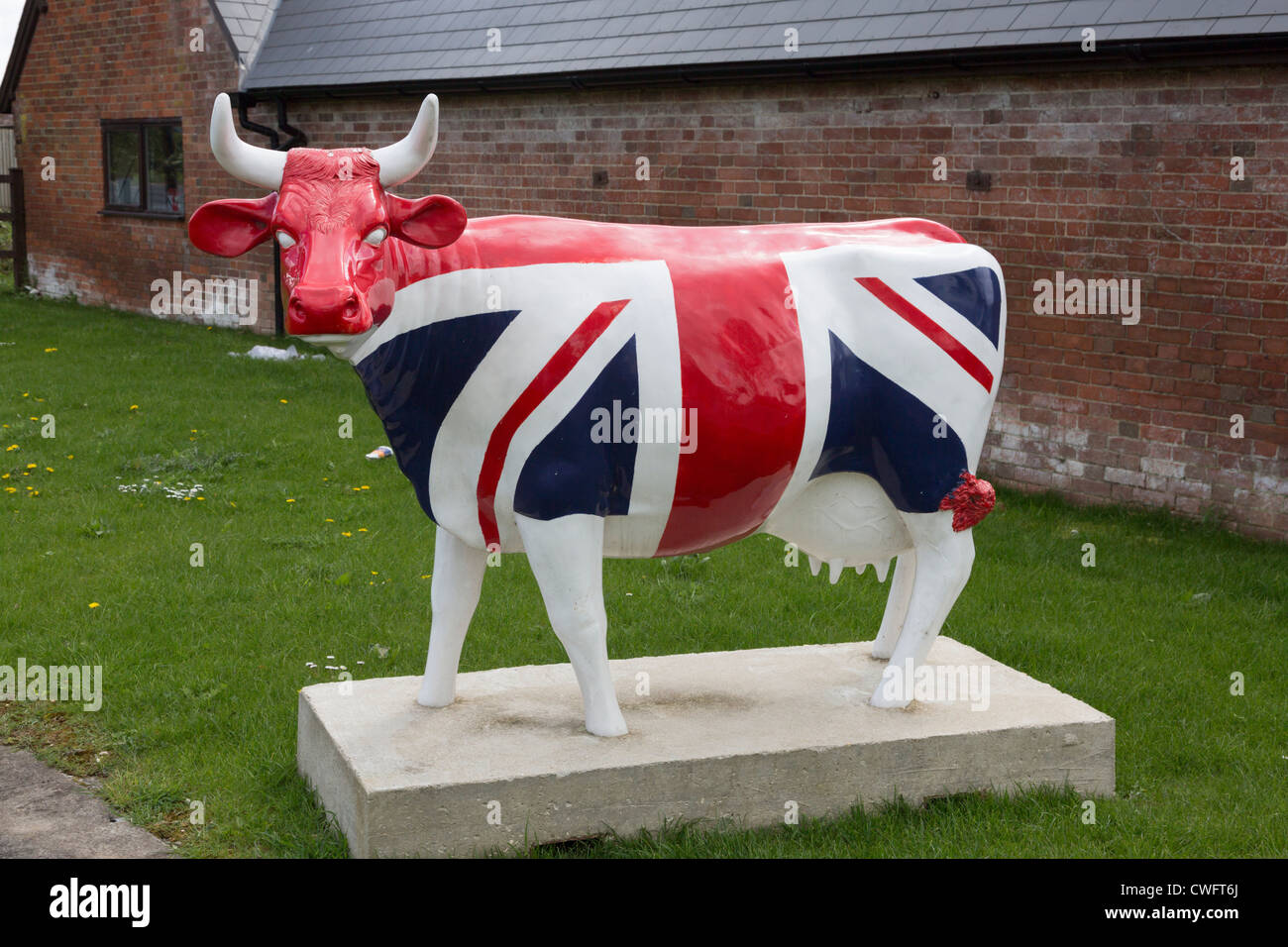 Cow Parade like cow. Nearly life size with union flag jack painted on