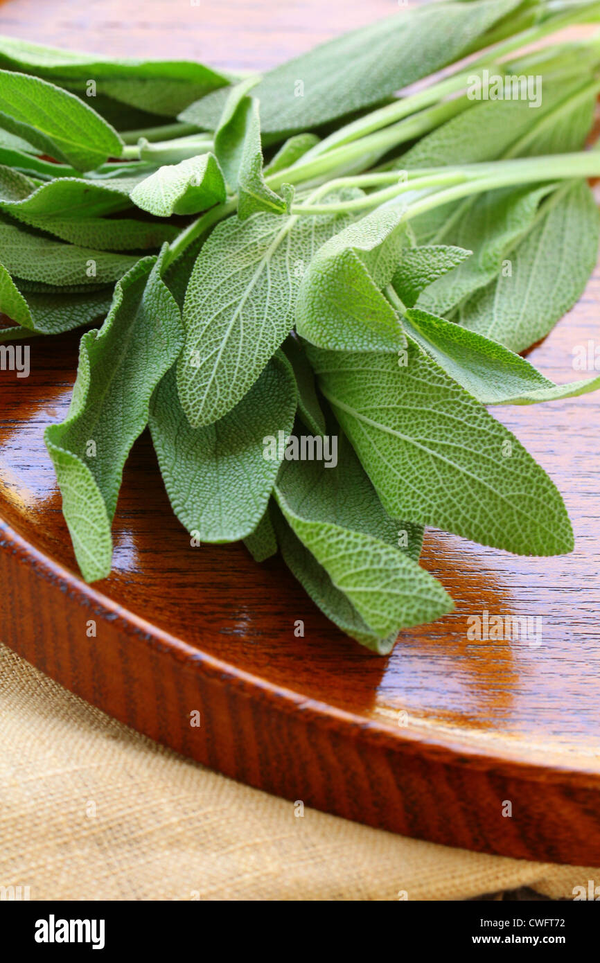 green fresh sage herb spice Stock Photo Alamy