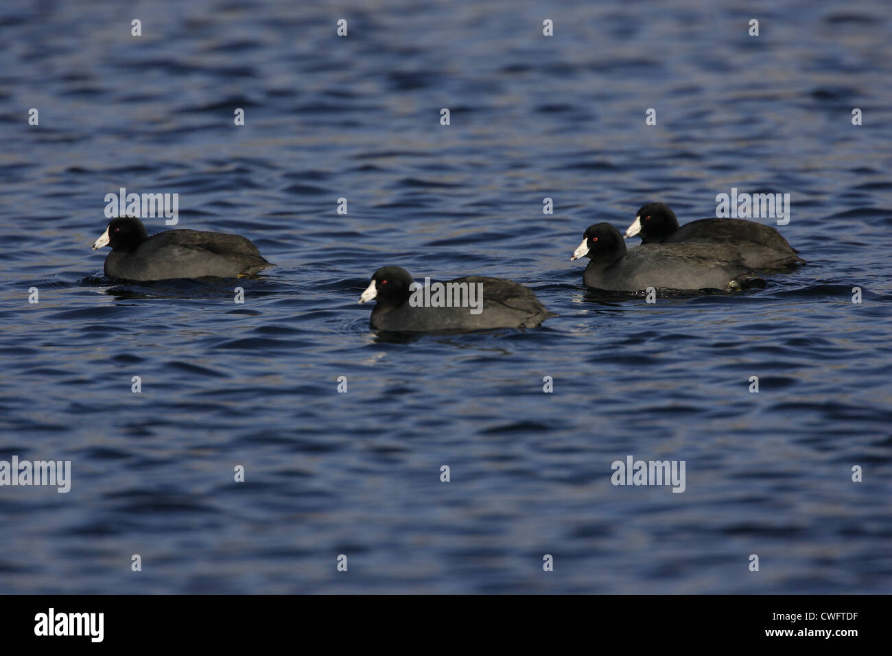 American Coots Fulica americana Stanley Park, Vancouver, British Columbia, Canada Stock Photo