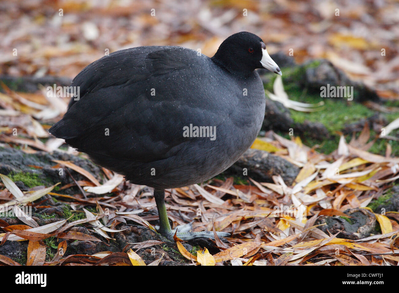 American Coot Fulica americana Stanley Park, Vancouver, British Columbia, Canada Stock Photo