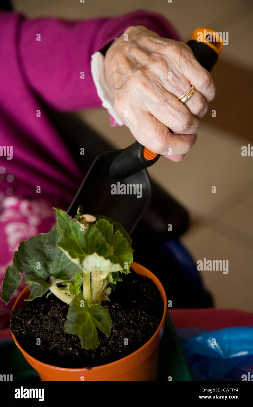 The hand of an old / senior / oap lady / person holding a trowel while potting a plant; part of therapy at an old people's home. Stock Photo