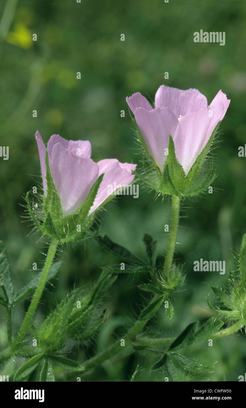 ROUGH MARSH-MALLOW Althaea hirsuta (Malvaceae) Stock Photo