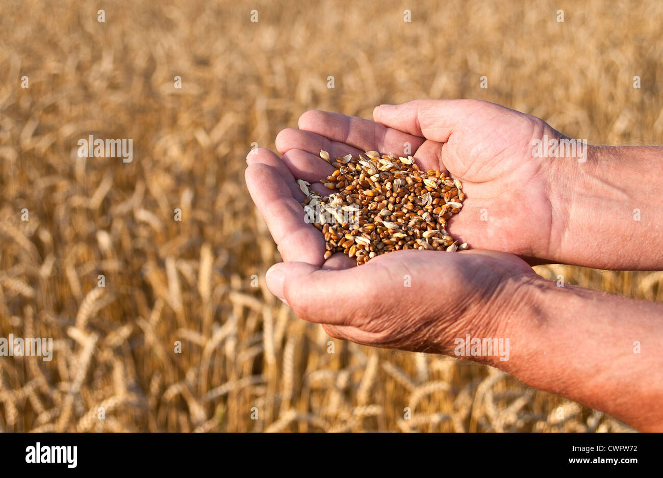 Man holding in his hands harvested wheat Stock Photo
