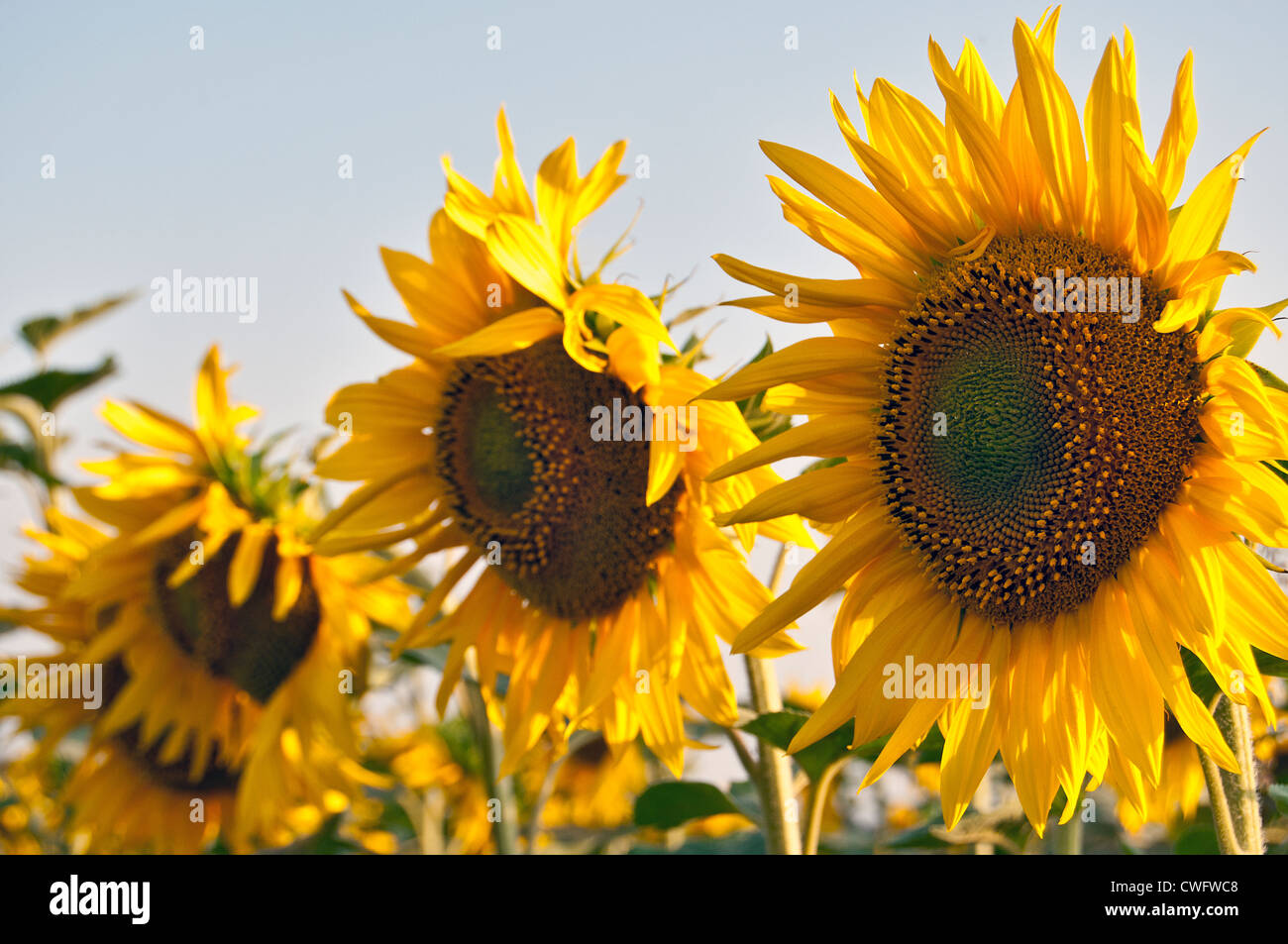 Sunflowers in a field close-up Stock Photo - Alamy