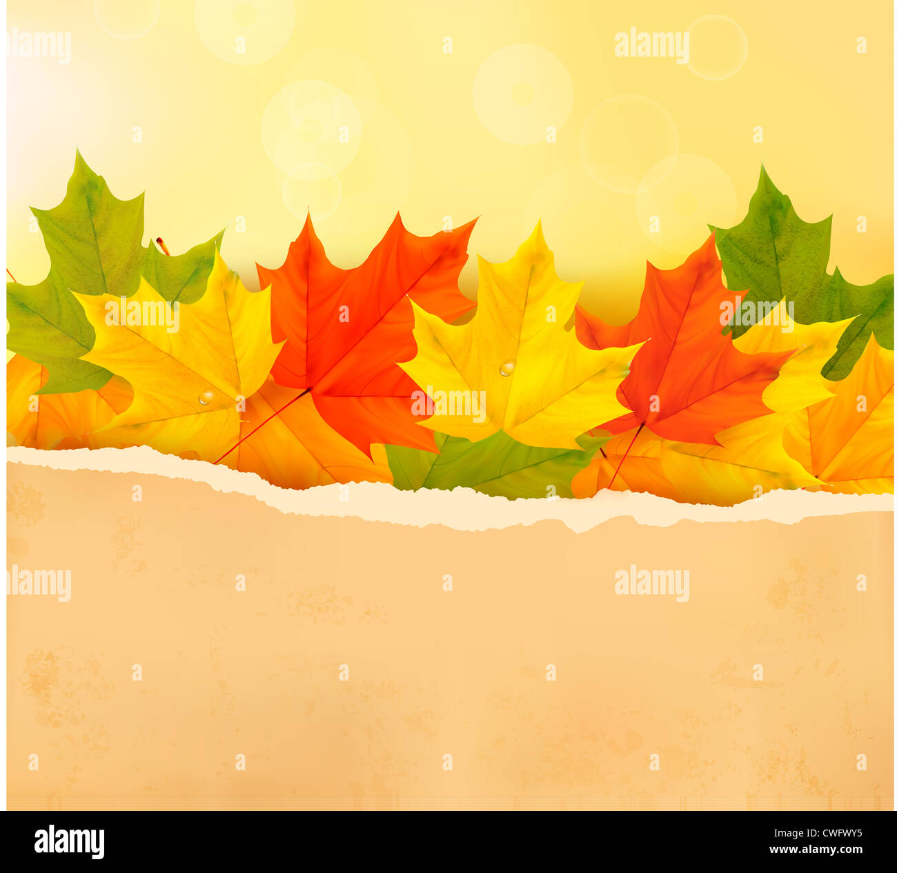 Autumn leaves with old paper Stock Photo - Alamy
