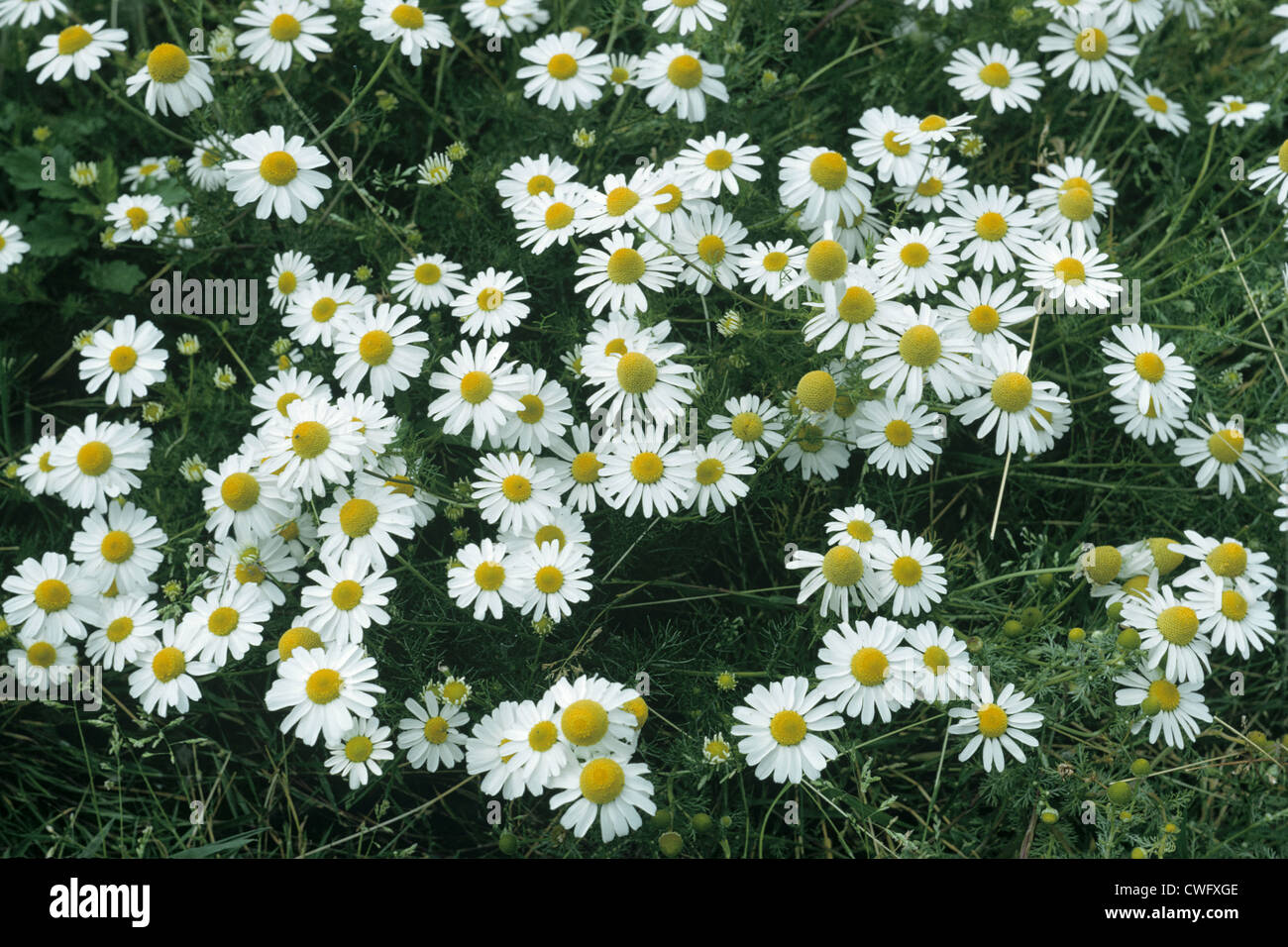STINKING CHAMOMILE Anthemis cotula (Asteraceae) Stock Photo