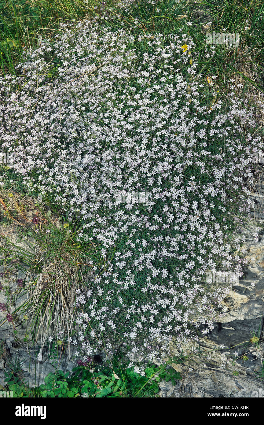 mountain flowers, Minuartia rupestris, Susa valley, Piedmont, Italy Stock Photo
