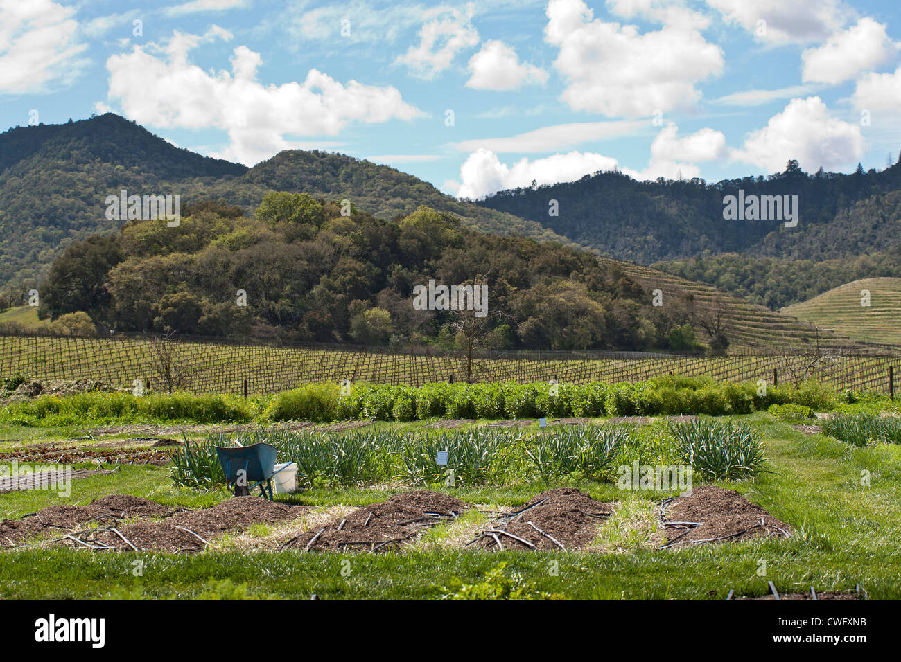 French Laundry Garden, Yountville, CA Stock Photo - Alamy