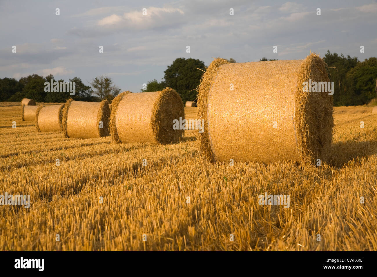 Round straw bales in harvested field Shottisham Suffolk England Stock