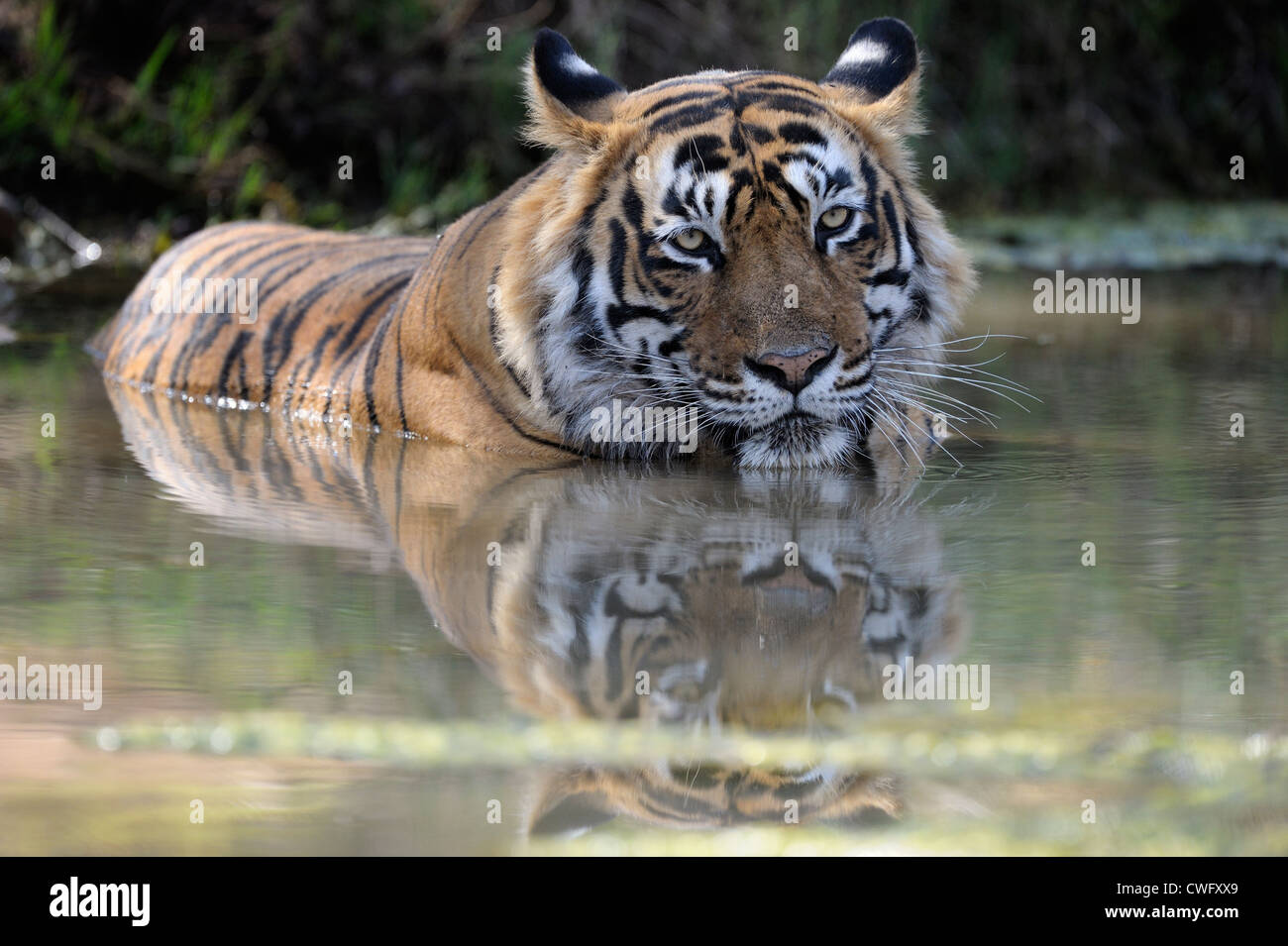 Bengal tiger (Panthera tigris tigris) lying down with reflection in water pond, Ranthambhore national park, Rajastan, India. Stock Photo