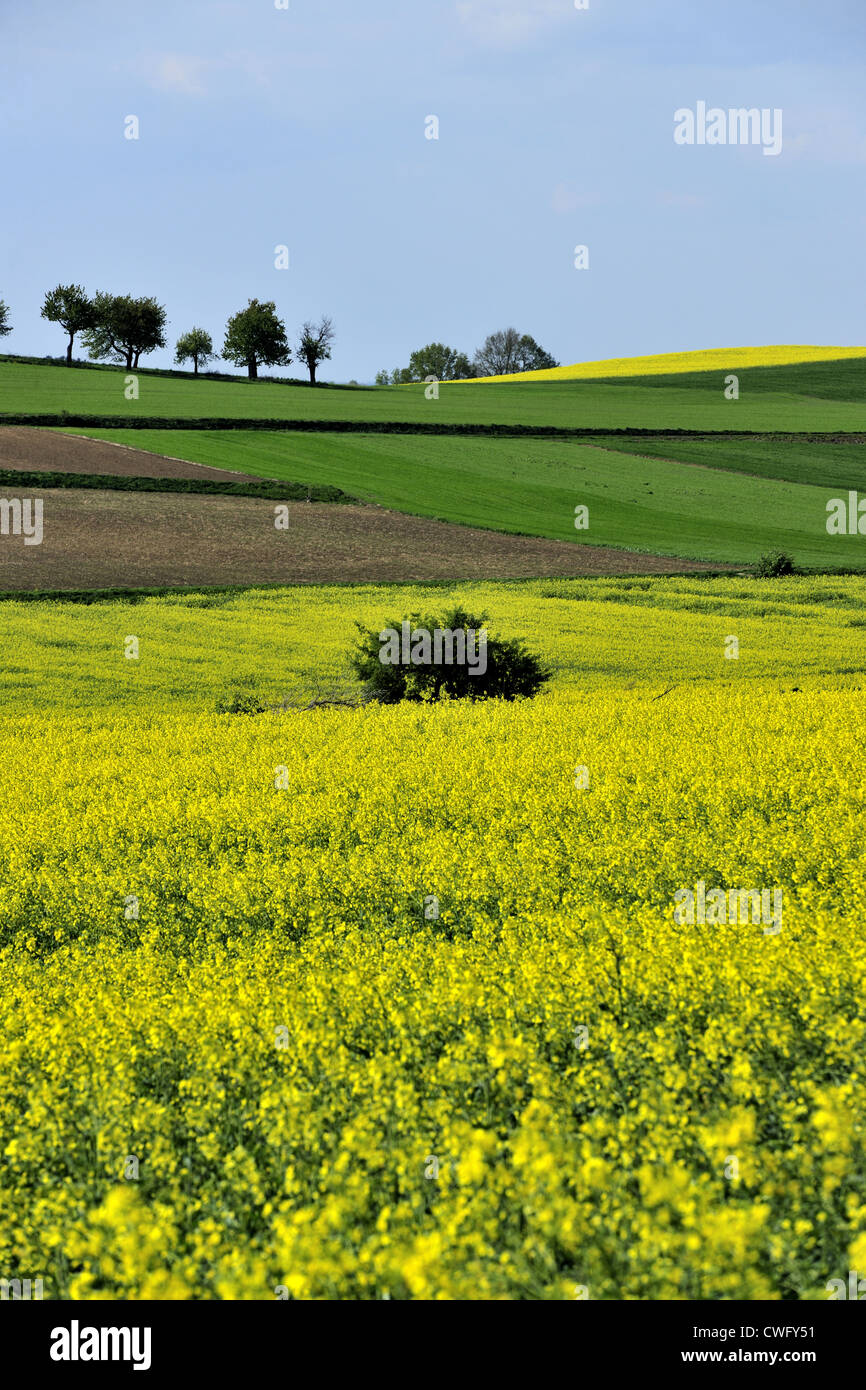 agriculture, bloom, blooming, blossom, blue, botany, bush, clouds ...