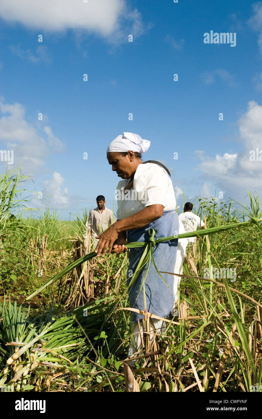Sugar cane harvesting in Mauritius Stock Photo Alamy