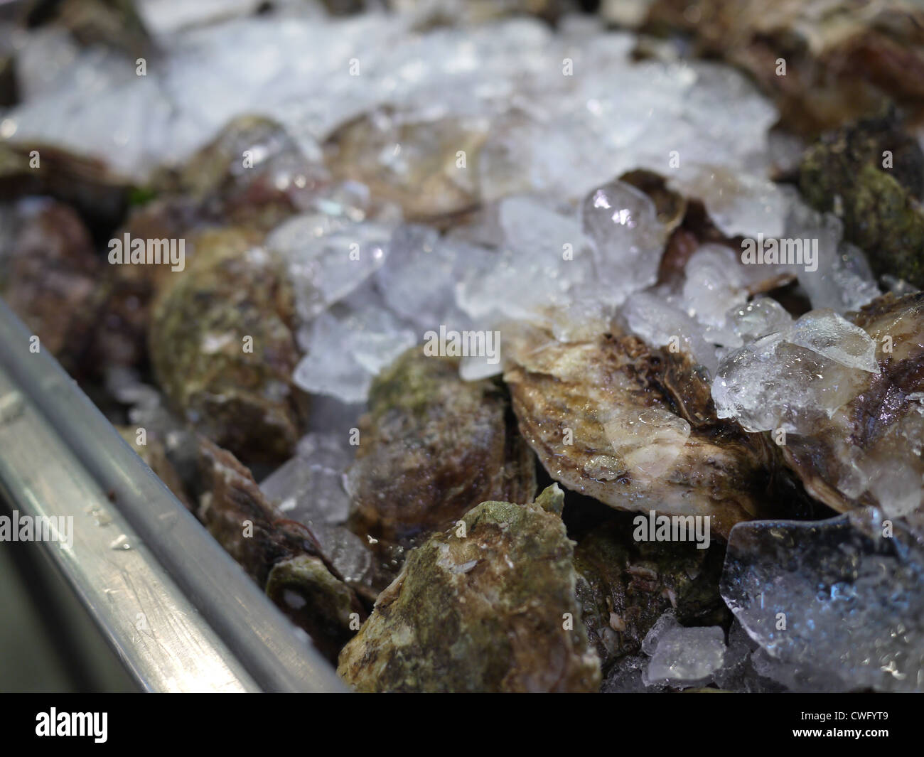 oyster seafood ice Stock Photo