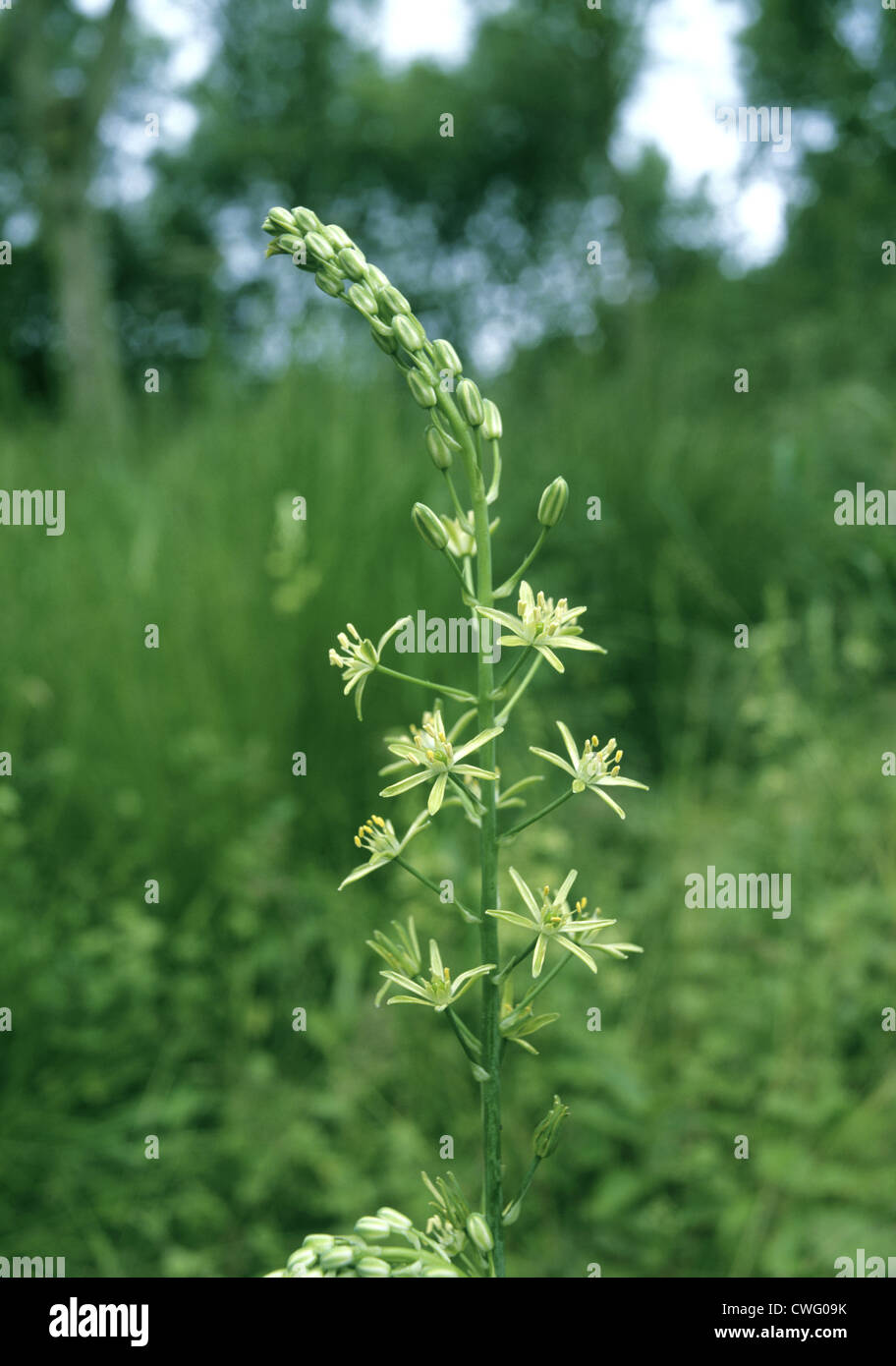 SPIKED STAR-OF-BETHLEHEM Ornithogalum pyrenaicum (Liliaceae) Stock Photo