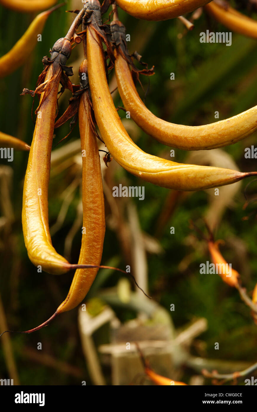 Seed pods of the New Zealand Flax plant or Flax lily. Stock Photo