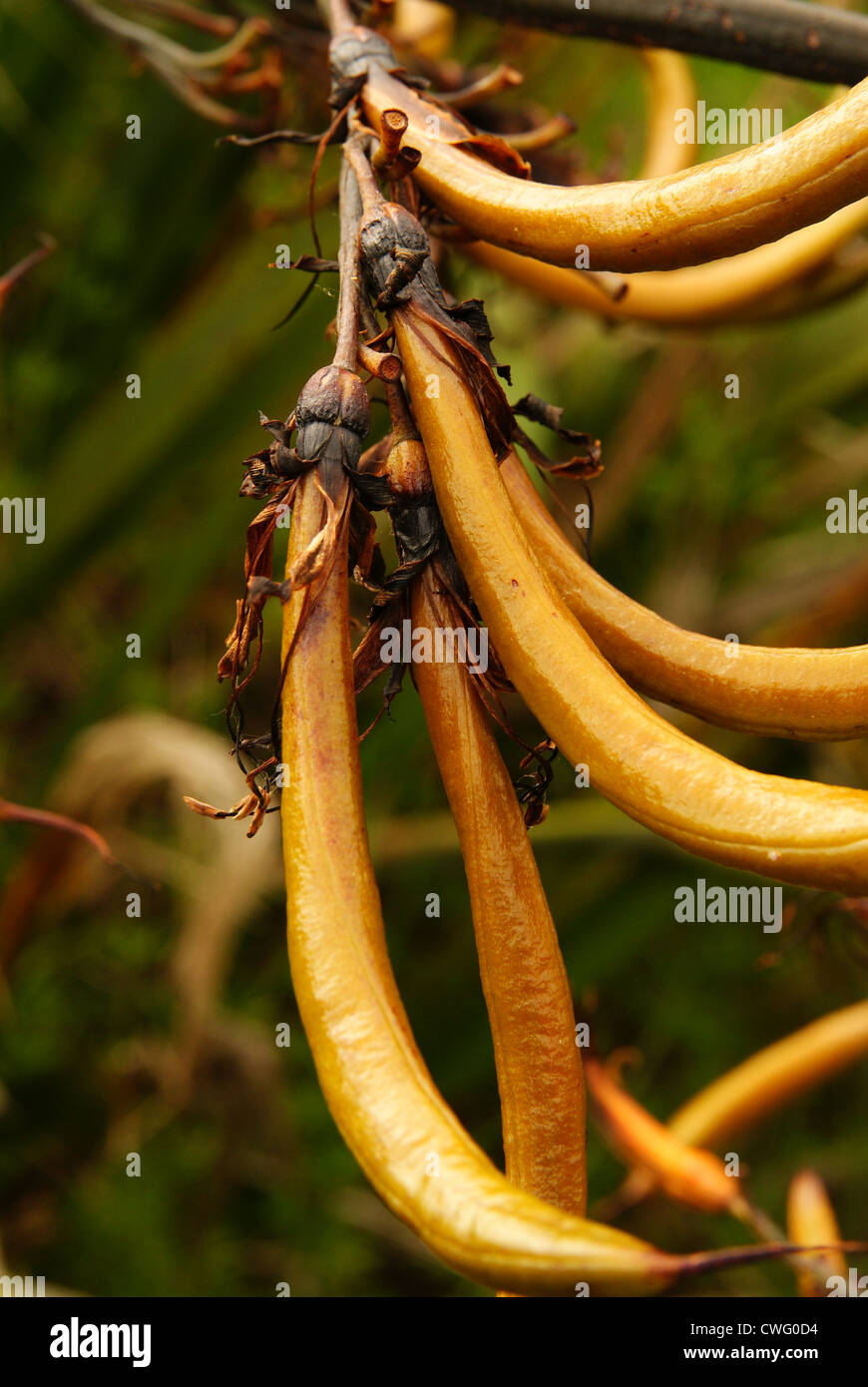 Seed pods of the New Zealand Flax plant or Flax lily Stock Photo Alamy