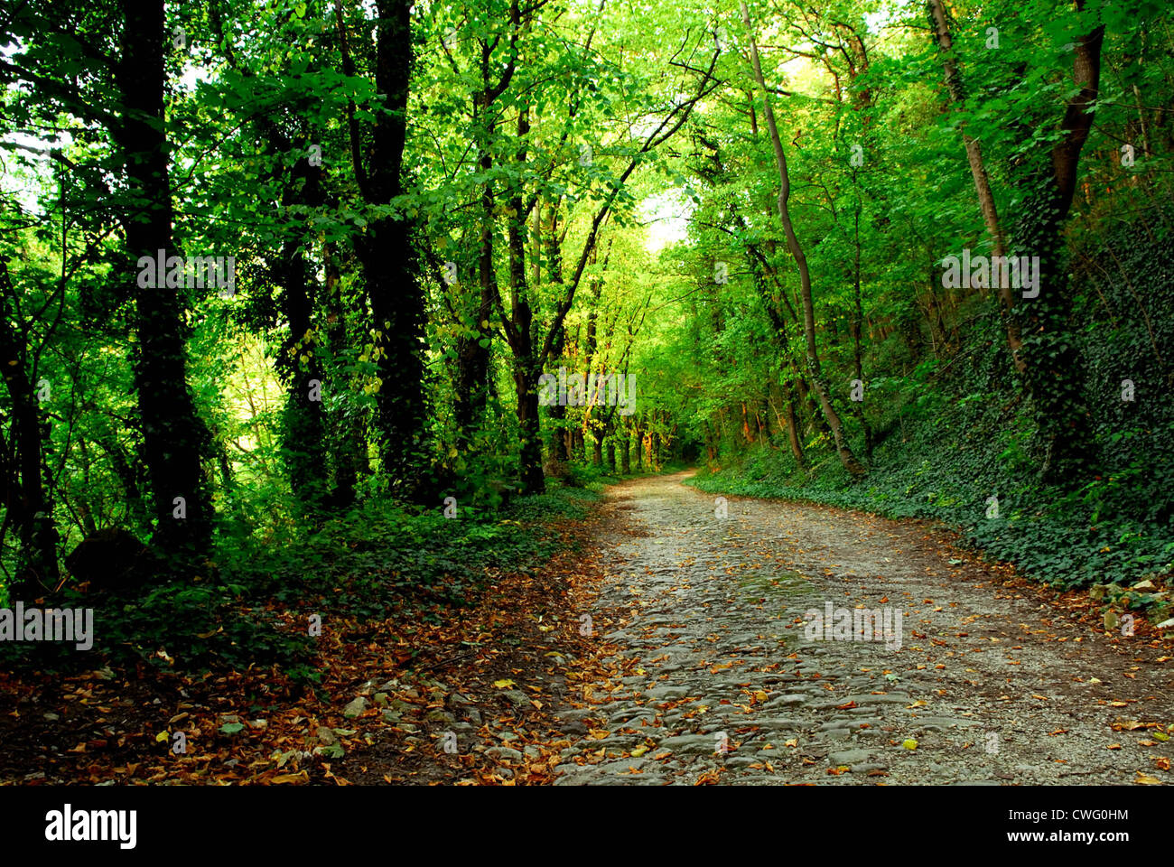 Freyburg, a lonely forest Stock Photo
