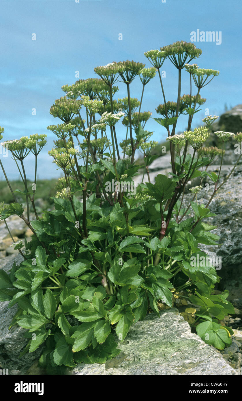 SCOTS LOVAGE Ligusticum scoticum (Apiaceae) Stock Photo