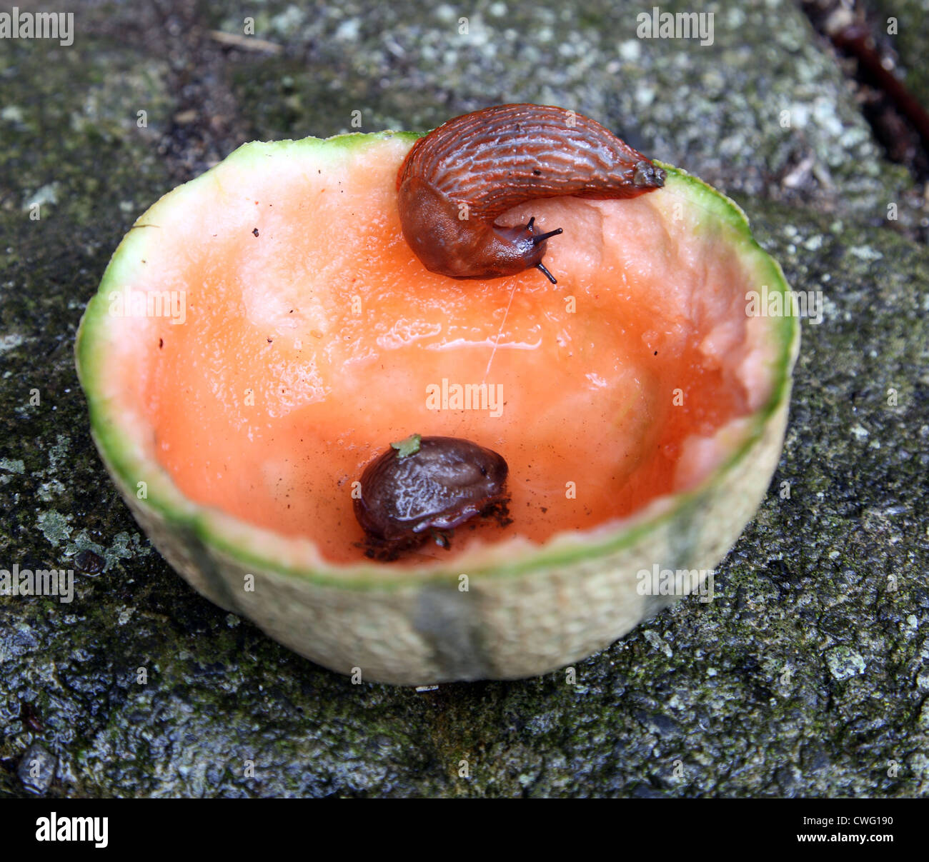 Slugs tempted by a melon used as slug trap Stock Photo