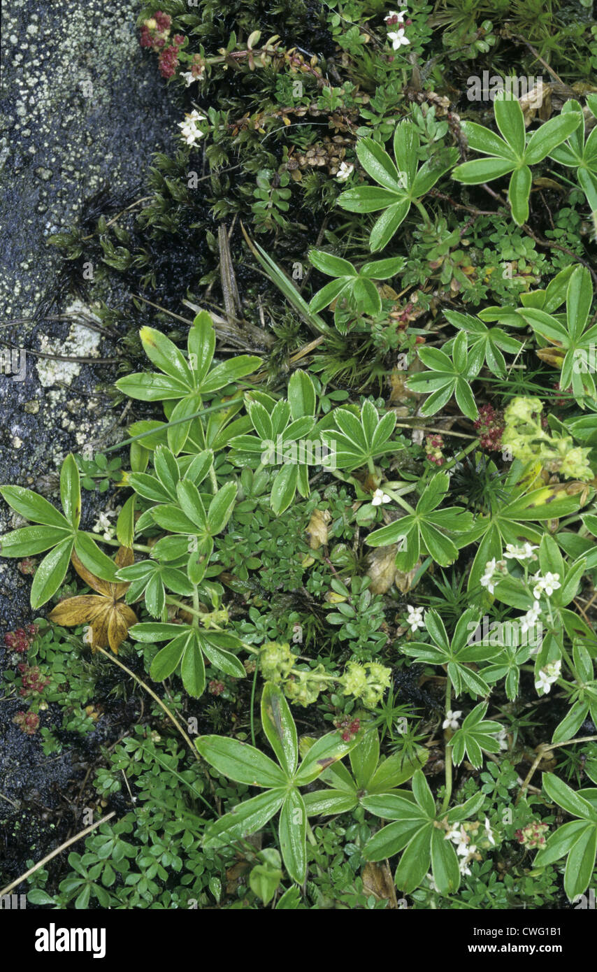 ALPINE LADY’S-MANTLE Alchemilla alpina (Rosaceae) Stock Photo