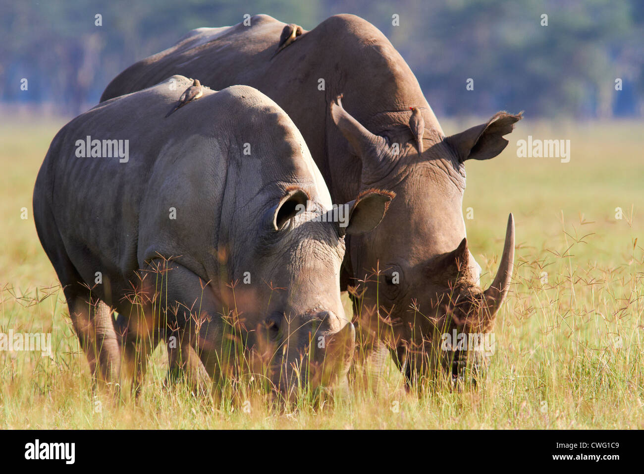 White rhinoceroses with oxpeckers perched on their backs Stock Photo