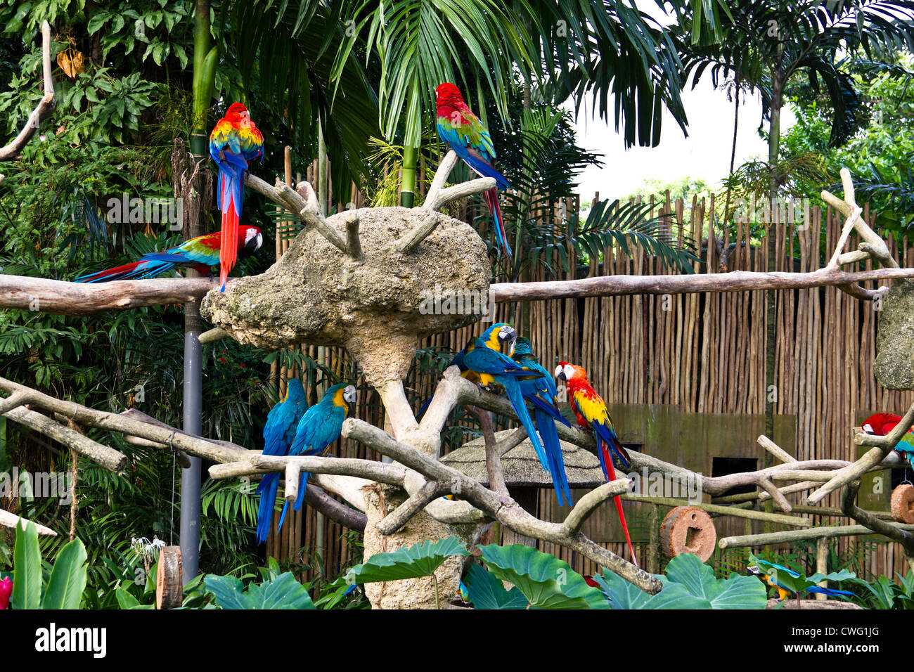 Colorful birds on a branch inside the Jurong Bird Park in Singapore. This  is seen soon after entering the park Stock Photo - Alamy