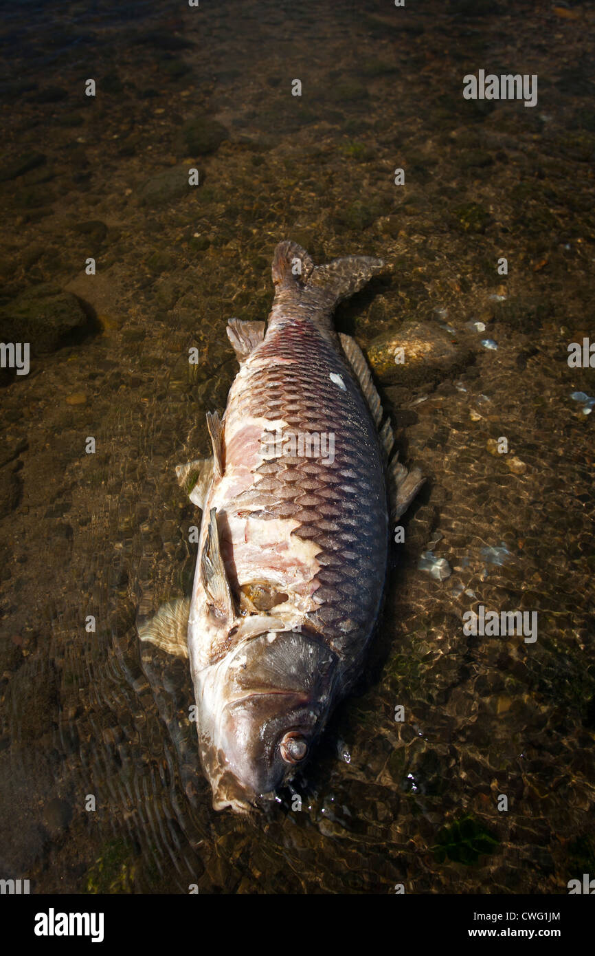 A dead carp (Cyprinus carpio carpio) in a state of decay in the Allier river (France). Carpe en décomposition dans l'Allier. Stock Photo