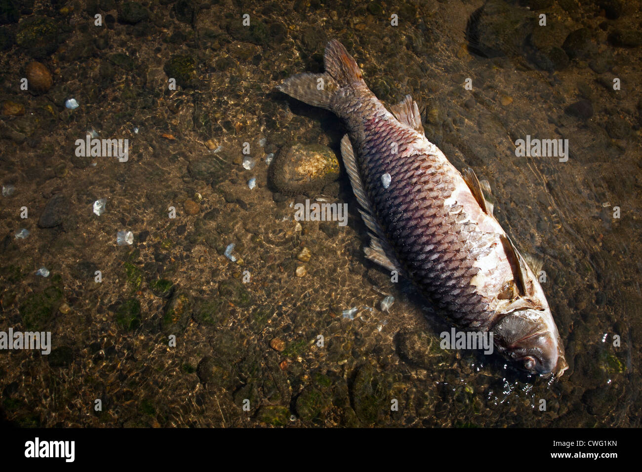 A dead carp (Cyprinus carpio carpio) in a state of decay in the Allier river (France). Carpe en décomposition dans l'Allier. Stock Photo