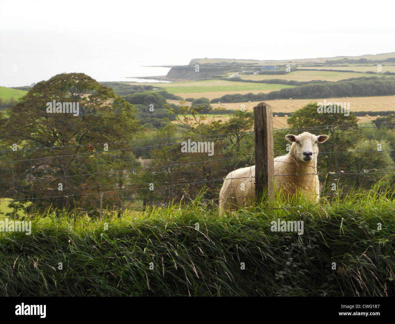 Sheep in the Dorset countryside overlooking Kimmeridge Bay Stock Photo