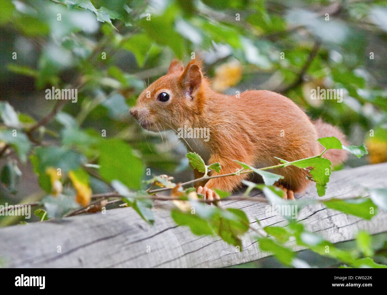 Red Squirrel (sciurus vulgaris), UK Stock Photo