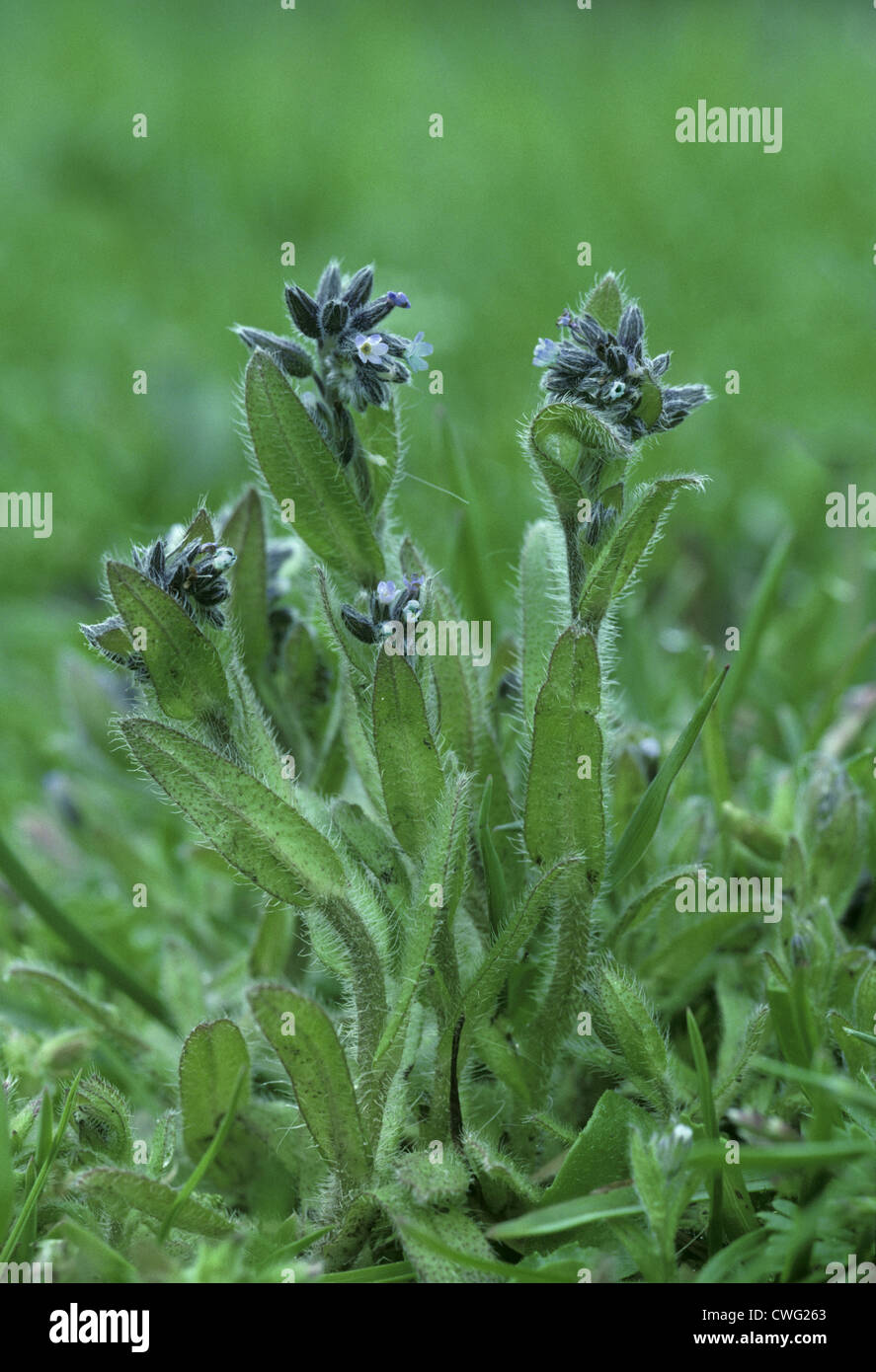 EARLY FORGET-ME-NOT Myosotis ramosissima (Boraginaceae) Stock Photo